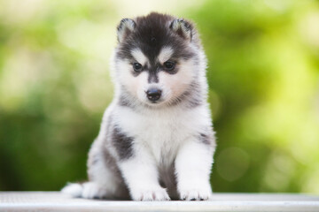 Siberian Husky puppy in the forest