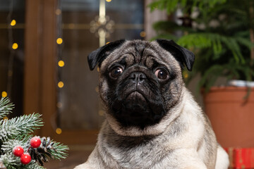A beautiful cute one-year-old pug puppy looks into the camera close-up. Christmas, New Year and...