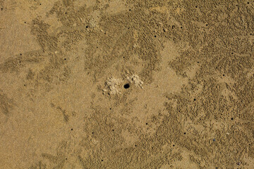 Trou de crabe sur la plage