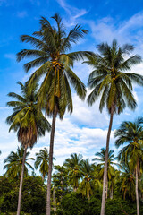 Fototapeta na wymiar Plan large vertical d'un palmier sous un ciel bleu