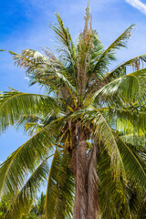Fototapeta na wymiar Gros plan d'un palmier sous un ciel bleu