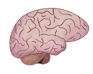 Watercolor illustration on clean white background human brain. Banner of internal organ