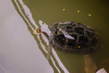 Obraz premium Yellow-headed temple turtle (Heosemys annandalii) swimming in a pond in Lumphini park, Bangkok, Thailand