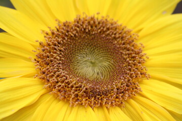 sunflower close up