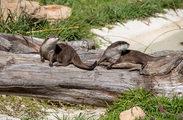 Fototapeta premium Asian Small-Clawed Otter (Aonyx cinereus)
