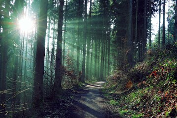 Fototapeta premium morning in the forest