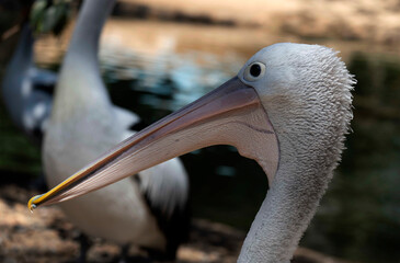 Australian Pelican (Pelecanus conspicillatus)