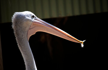 Australian Pelican (Pelecanus conspicillatus)
