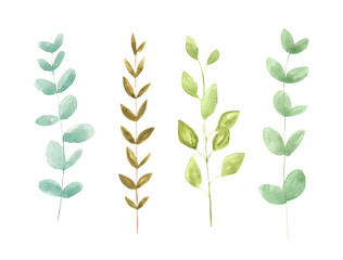 Watercolor illustration of a set of four separate twigs with leaves. Decorative sprigs of eucalyptus