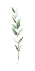 Watercolor illustration of a twig with green leaves. Spring branch.