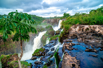 nature, river and plants around Iguazu Falls