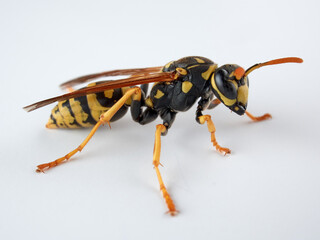 European paper wasp. Polistes dominula.