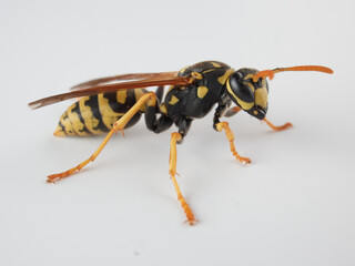 European paper wasp. Polistes dominula.