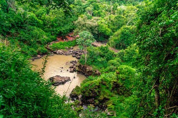 nature, river and plants around Iguazu Falls