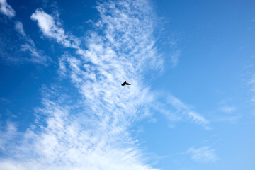 clear summer blue sky with a beautiful cloud