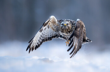 Rough-legged buzzard ( Buteo lagopus ) in winter scenery