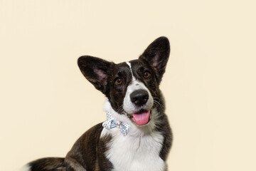 Welsh Corgi Pembroke. A thoroughbred dog. Portrait. Holidays and events