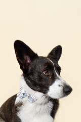 Naklejka na ściany i meble Welsh Corgi Pembroke. A thoroughbred dog. Portrait. Holidays and events