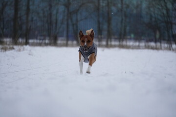 basenji playing in snow