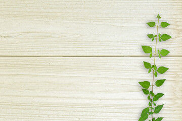 木目背景とグリーン