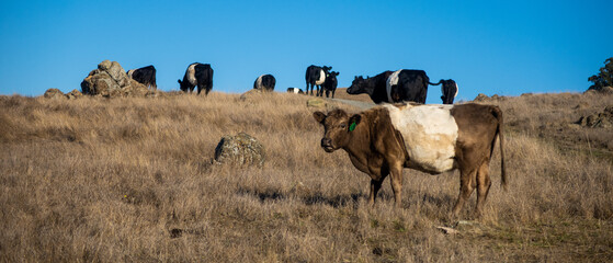 Dairy Cattle Grazing in a Field