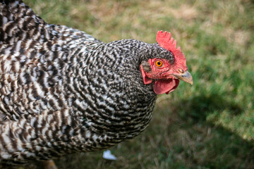 A Chicken Hen Looking at the Eyes and Beak