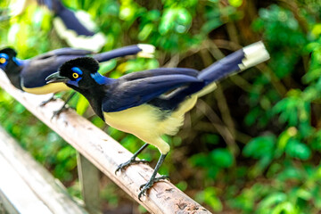 Crested jay on a tree in the forest