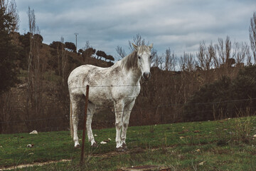 A white horse stands on a field behind a fence and looks into the camera.