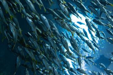 A large school of fish swimming overhead