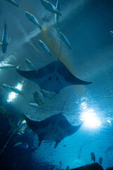 Fototapeta premium Two large manta rays swimming overhead