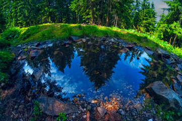 Reflection of firs in a forest stream. Summer forest beautiful view.