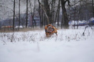 bully dog running in the snow