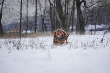 bully dog running in the snow