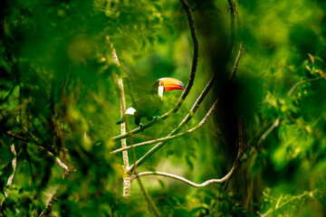 toucan on a tree branch in the amazon forest
