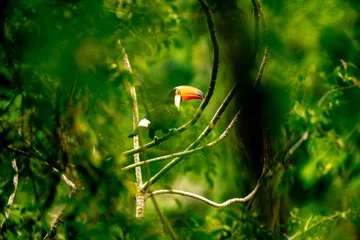 Draagtas toucan on a tree branch in the amazon forest © edojob