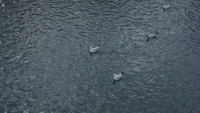 A Few Seagulls Swim In The River Against The Current