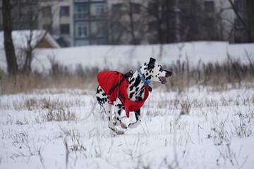 Dalmatian dog running in snow