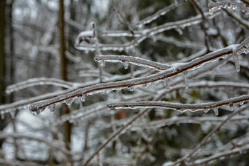 Winter landscape with icy trees.