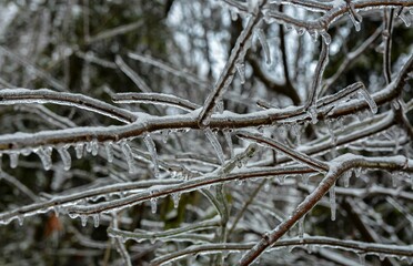 Winter landscape with icy trees.