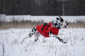 Dalmatian dog running in snow
