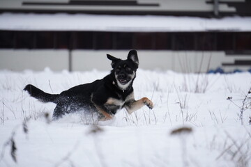 half - breed dog running in snow