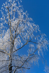 Tall bare birch tree covered with snow frost against the blue sky in Riga, Latvia. Cold winter weather.