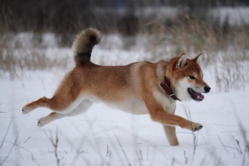 Shiba Inu dog running in the snow