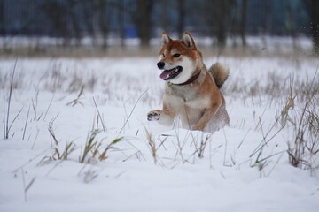 Shiba Inu dog running in the snow