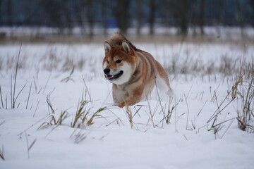 Shiba Inu dog running in the snow