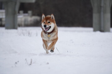 Shiba Inu dog running in the snow