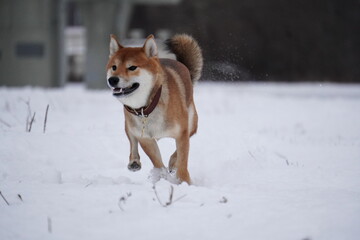 Shiba Inu dog running in the snow