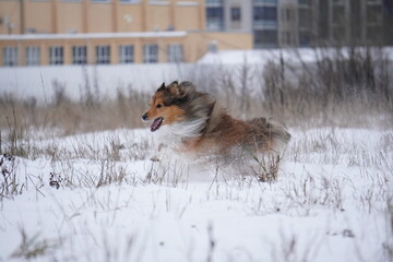 sheltie dog running in the snow