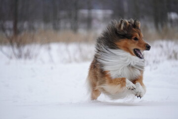 sheltie dog running in the snow
