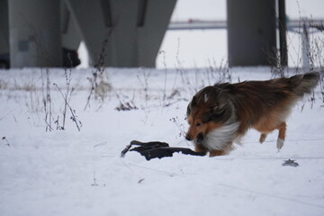 sheltie dog running in the snow